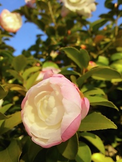 (untitled)